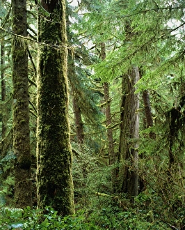 Dense Vegetation Drucke: Rainforest