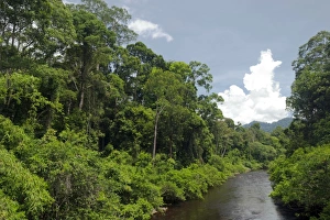 Tropical Rainforest Ecosystem Drucke: Rainforest, Borneo C013 / 4785