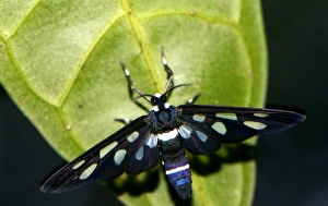 Southeast Asian Insects Drucke: Rainforest moth C016 / 4531