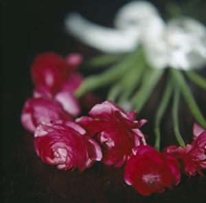 Ranunculus Flowers Drucke: Ranunculus flowers