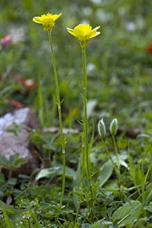 Mediterranean Flora Drucke: Ranunculus millefoliatus
