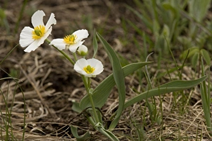 European Wildflowers Images Drucke: Ranunculus pyrenaicus
