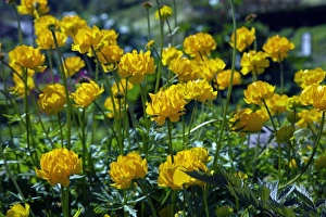 Ranunculus Flowers Drucke: Ranunculus sp. flowers