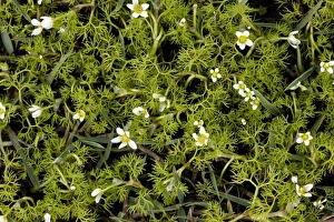 Mani Peninsula Greece Drucke: Ranunculus trichophyllus
