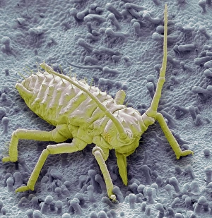 SEM Images Of Insects Drucke: Raspberry aphid, SEM C014 / 1431