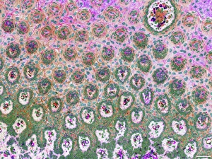 Cell Membrane Structure Drucke: Rat tongue, light micrograph