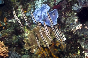 Coral Reef Fauna Drucke: Razorfish