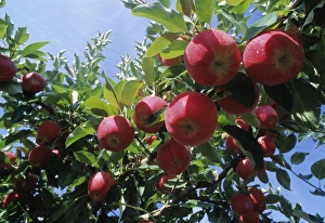 Apple Tree Drucke: Red apples on a tree