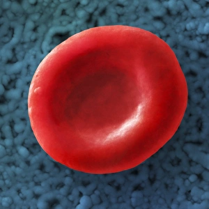 Drucke von Rotblutzelle, farbiger Scanning-Elektronenmikroskop (SEM). Rotblutzellen (Erythrozyten) sind Träger von Sauerstoff und Kohlendioxid Bilder Datiert 2009 November: Rotes Blutkörperchen, SEM