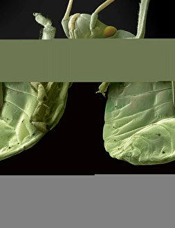 Drucke von Rotkäfer, farbiges Rastertunnelbild (SEM) eines Rotkafers (Familie Pyrrhocoridae), zeigt dessen Unterseite. Diese Familie von Insekten umfasst über 300 Arten Bilder Datiert 2008 April: Rotkäfer, SEM