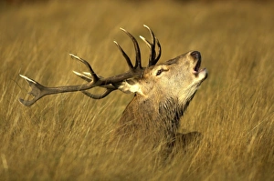 Red Deer Behavior Drucke: Red Deer