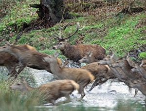 Red Deer Behavior Drucke: Red deer herd