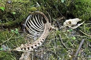 Drucke von Rotes Hirschschädel. Teil des Schädels eines roten Rehs (Cervus elaphus), der im Wald nahe einem Graben gefunden wurde Bilder Datiert 2009 November: Rotluchschädel