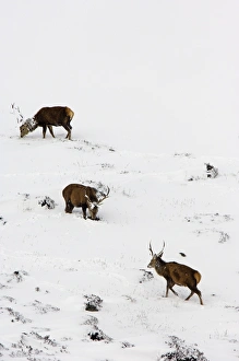 Snowy Moorland Landscape Drucke: Red deer stags