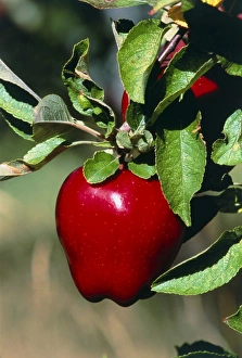 Apple Tree Branch Drucke: Red Delicious apple on a branch