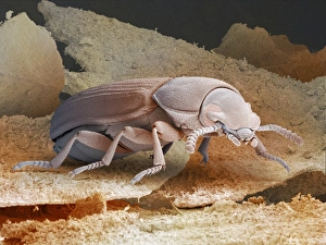 Drucke von Rotes Getreidekäfer - Farbige Rastertunnelmikroskopie (SEM) eines roten Getreidekäfers (Tribolium castaneum) Bilder Datiert 2004 Oktober: Rotbockkäfer