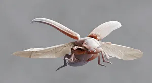 Bilder, datiert 2004: Rotkäferflieger