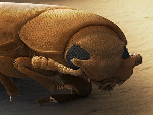 SEM Images Of Insects Drucke: Red flour beetle, SEM
