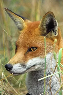 Red fox