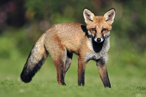 UK Mammals Drucke: Red fox cub