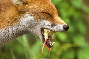 Drucke von Rotfuchs (Vulpes vulpes) isst ein Kuckuckskeimling Bilder Datiert 2007 Januar: Rotfuchs isst ein Kuckuckelchen