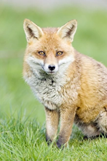 Native British Wildlife Drucke: Red fox sitting on grass