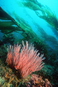 California Marine Life Drucke: Red gorgonian