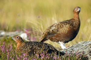 UK Wildlife Photos Drucke: Red grouse
