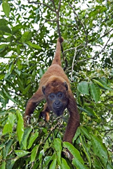 Red Howler Monkey Drucke: Red howler monkey