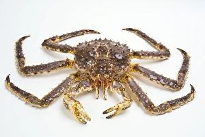 Drucke von Roter Königskrabben (Paralithodes camtschaticus) ist einheimisch im Beringmeer und dem nördlichen Pazifik Bilder Datiert 2010 Juni: Rotes Königskrabben