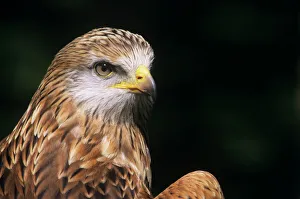 Rotkehlwürger
