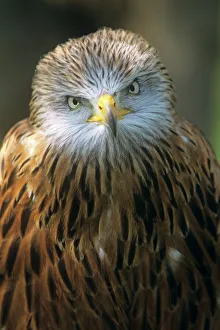 Rotkäufer