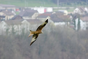 Village Landscape Photography Drucke: Red kite in flight