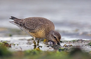 Drucke von Der Rötkehlchen (Calidris canutus) trägt teilweise seine Sommerfärbung. Diese Seevogelart ist auf der Südseite Englands während seiner Migration von Grönland unterwegs Bilder Datiert 2007 März: Rothalskelett