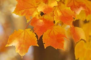 Maple Leaf Photography Drucke: Red maple (Acer rubrum)