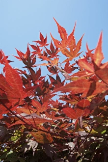 Maple Leaf Photography Drucke: Red maple leaves