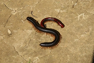 Drucke von Rotkäfermille (Klasse Diplopoda) im Juli Madagaskar fotografiert Bilder Datiert 2010 Dezember: Rotes Doppelschrecken
