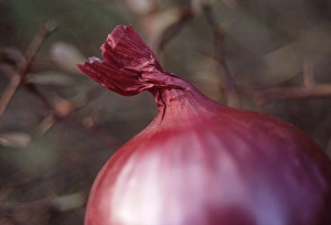 Red Onion Drucke: Red onion