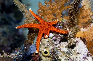 West Papua Underwater Scene Drucke: Red seastar
