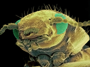Scanning Electron Micrograph SEM Images Drucke: Red-shouldered ham beetle head, SEM