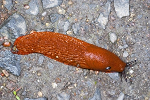 Red Slug Drucke: Red slug on the ground