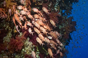 Marine Life Egypt Drucke: Red soldierfish on a reef
