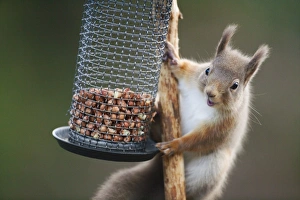 Sciurus Vulgaris Species Drucke: Red squirrel on a bird feeder