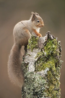 Red Squirrel UK Drucke: Red squirrel on a tree stump