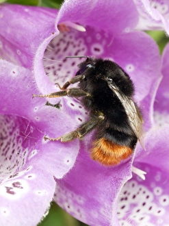 Digitalis Purpurea Images Drucke: Red-tailed bumble bee