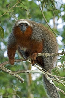 Amazon Rainforest Peru Drucke: Red titi monkey