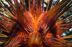 Rinca Island Wildlife Drucke: Red urchin