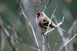 British Winter Birds Drucke: Redpoll