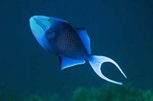 Andaman Sea Fish Drucke: Redtooth triggerfish