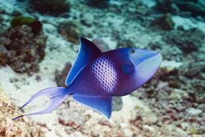 Andaman Sea Marine Life Drucke: Redtooth triggerfish C014 / 2945